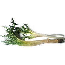 کنگر، گیاه مفید فصل بهار