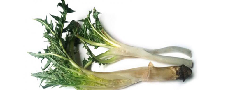 کنگر، گیاه مفید فصل بهار